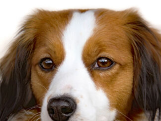 The Big Kooikerhondje Book von Monika Dassinger